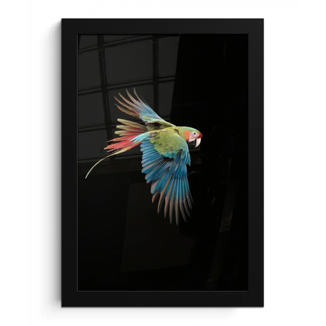 Papegaai - Kleurrijk - Vleugels - Sierlijk fotolijst zwart zonder passe partout klein -3d