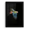 Papegaai - Kleurrijk - Vleugels - Sierlijk fotolijst zwart zonder passe partout klein -3d