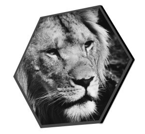 Foto auf Aluminium 50x50 cm