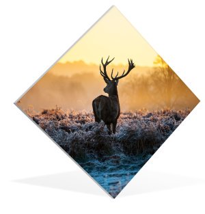 Foto auf Aluminium 60x40 cm