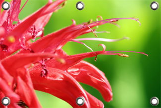 Gartenposter