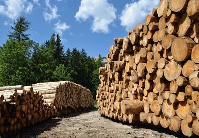 Nachhaltiges Holz