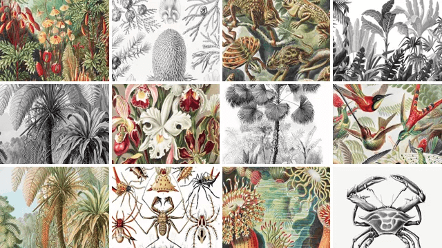 Leinwand Ernst Haeckel