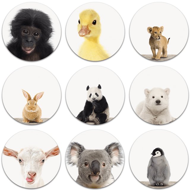 Runde Bilder artyanimals