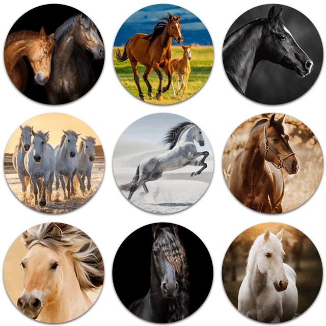 Runde Bilder Pferde