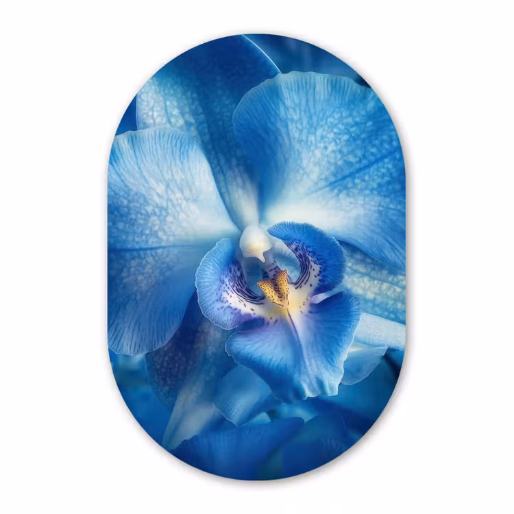 Forexbild Oval - Blau - Orchidee - Elegeant — 1
