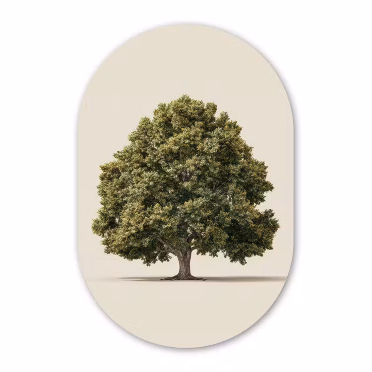 Forexbild Oval - Eichenbaum - Grün - Heller Hintergrund — 1