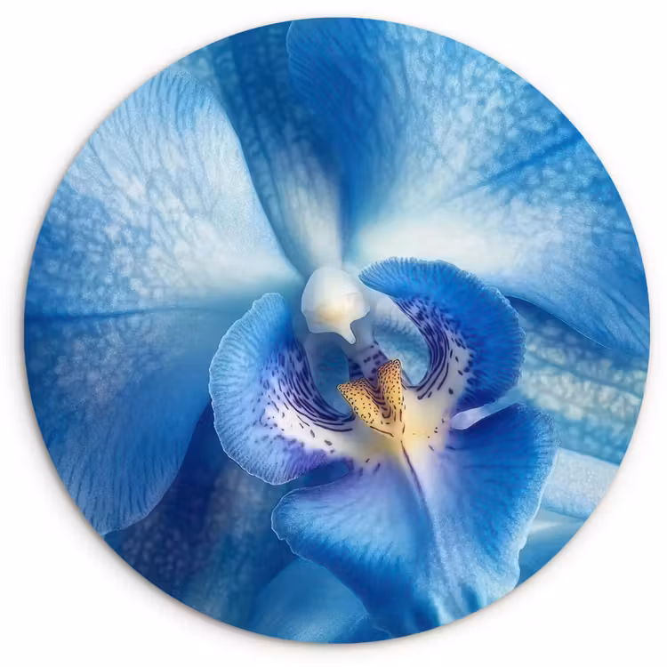 Forexbild Rund - Blau - Orchidee - Elegeant — 1