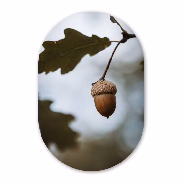 Forexbild Oval - Eichel - Eichenblatt - Wald - Herbst - Natur — 1