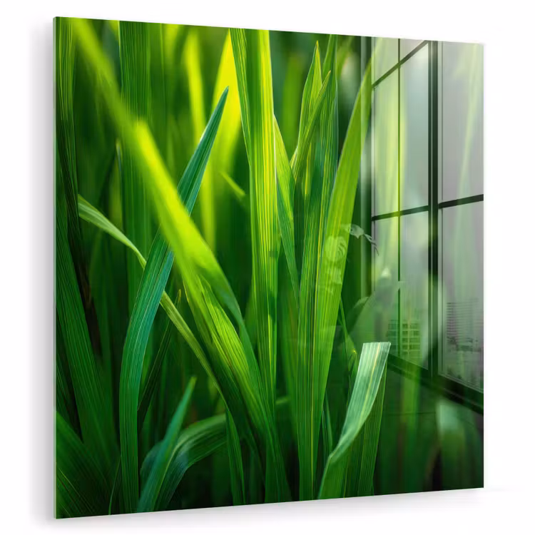 Glasbild - Grashalme - Hell - Grün — 1