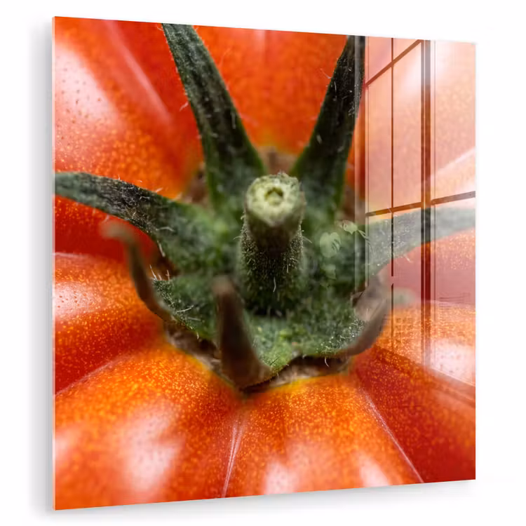 Glasbild - Essen – Tomate – Rot — 1