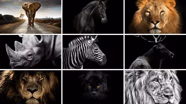 tiere