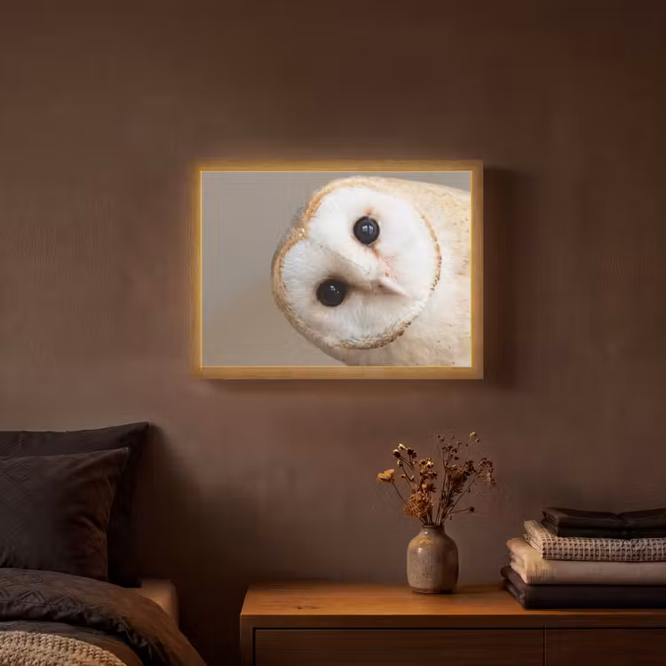 Lightbox - Wandleuchte - Eule - Braun - Weiß — 3