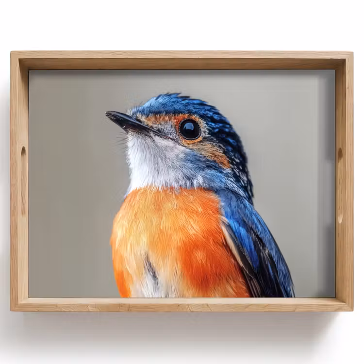 Tablett - Bunt - Vogel - Federn - Blau — 1