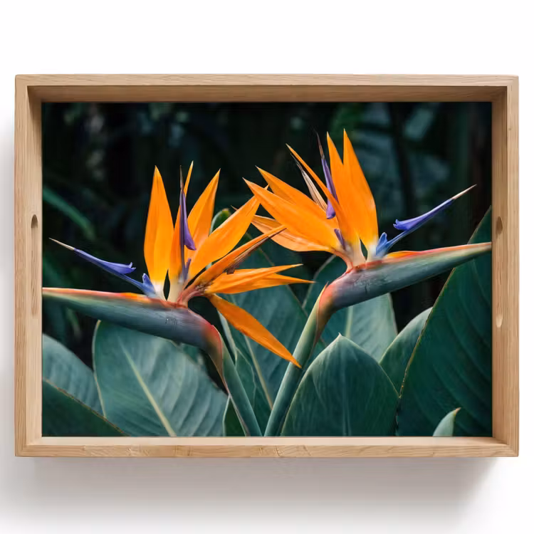Tablett - Paradiesvogel - Blume - Exotisch — 1