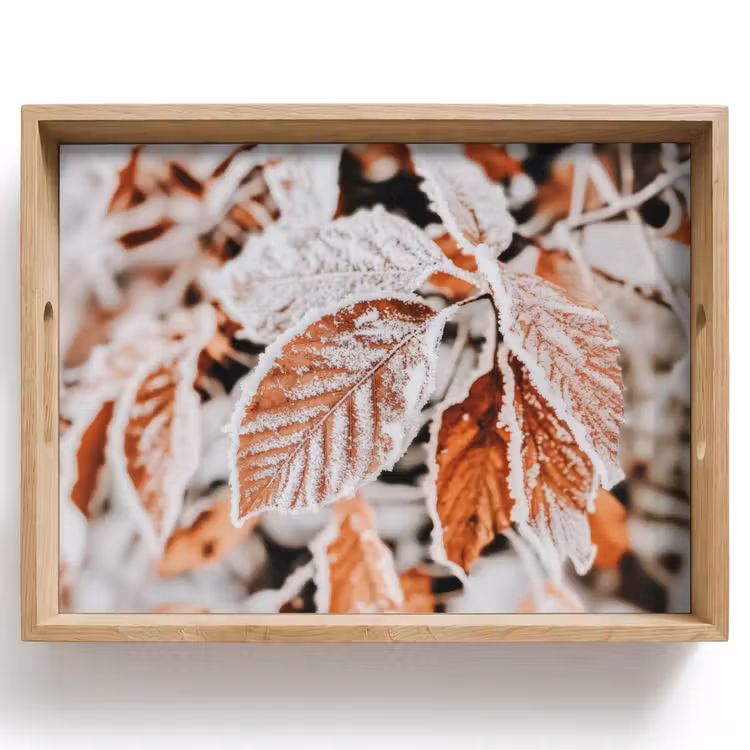 Tablett - Laub - Eis - Winter - Natur — 1