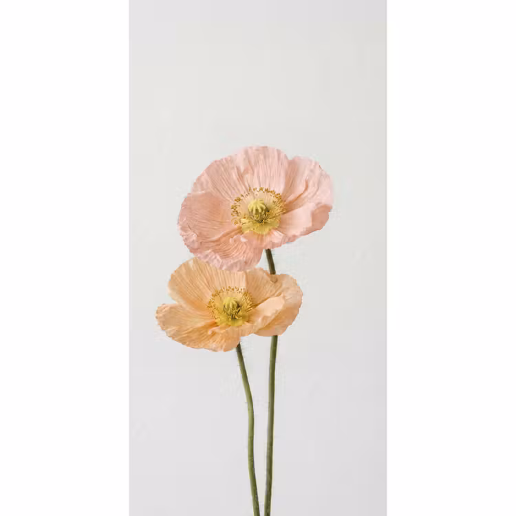 Tapete - Mohnblumen - Botanisch - Rosa — 2