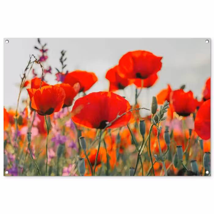 Outdoor Poster - Mohnblumen