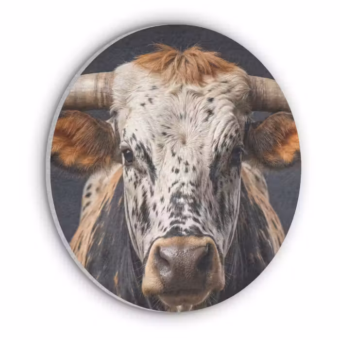 Akustikbild Rund - Taurus - Farbenfroh - Hörner